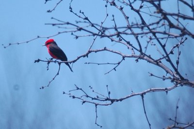 Vermilion Flycatcher 065.JPG