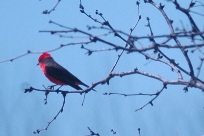 Vermilion Flycatcher 066.JPG