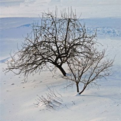 Apple_Tree_in_Winter.jpg