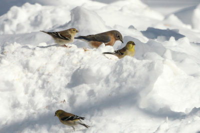 Snow Birds