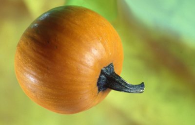 df falling pumpkin.jpg