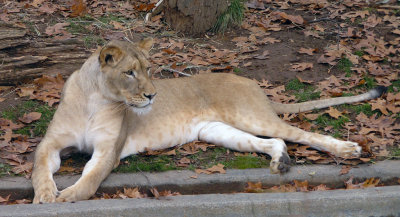 Lioness 2.jpg