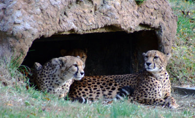 Three Cheetahs.jpg