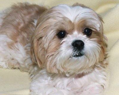 Rudy Portrait 2004