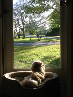 Rudy looking at his world