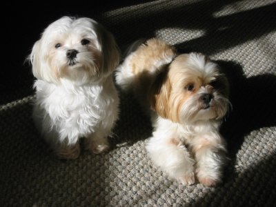 Rudy & Simon in the afternoon light