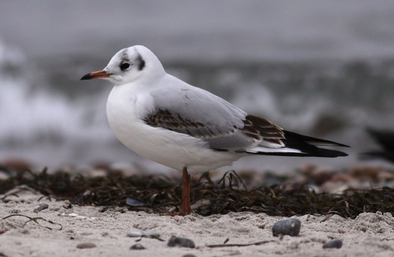 Black-headed Gull / Skrattmås (Chroicocephalus ridibundus)