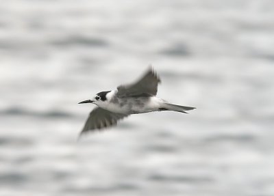 Black Tern / Svarttrna (Chlidonias niger)