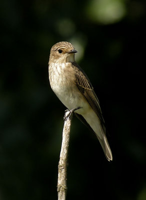 Spotted Flycatcher / Gr flugsnappare (Muscicapa striata)