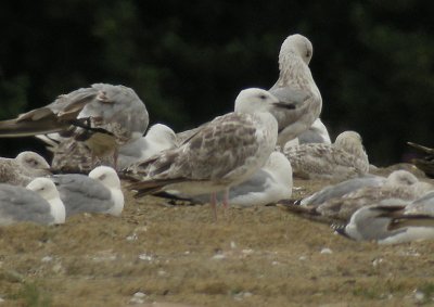 Caspian Gull / Kaspisk trut (Larus cachinnans)