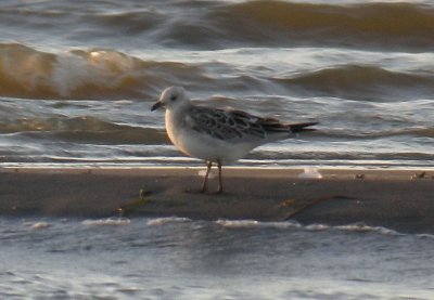 Mediterranean Gull / Svarthuvad ms (Larus melanocephalus)