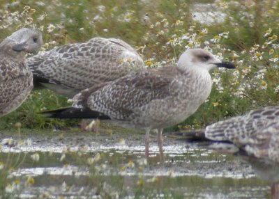 Yellow-legged Gull / Medelhavstrut (Larus michahellis)