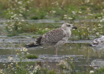 Yellow-legged Gull / Medelhavstrut (Larus michahellis)