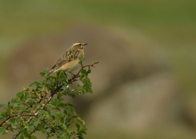 Whinchat / Buskskvätta (Saxicola rubetra)