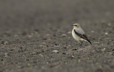 Northern Wheatear / Stenskvtta (Oenanthe oenanthe)