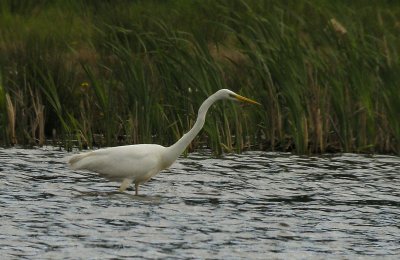 Great Egret / Ägretthäger (Casmerodius albus)