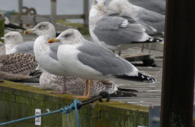 Herring Gull / Grtrut (Larus argentatus)
