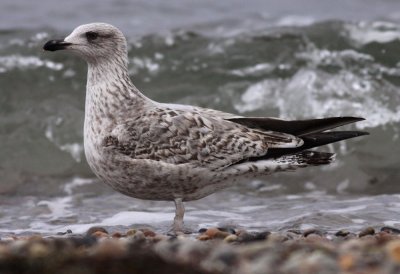 Herring Gull / Gråtrut (Larus argentatus)