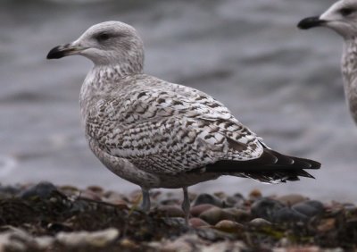Herring Gull / Gråtrut (Larus argentatus)
