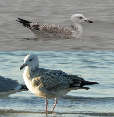 Caspian Gull / Kaspisk trut (Larus cachinnans)