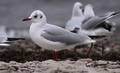 Black-headed Gull / Skrattmås (Chroicocephalus ridibundus)