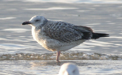 Caspian Gull / Kaspisk trut (Larus cachinnans)