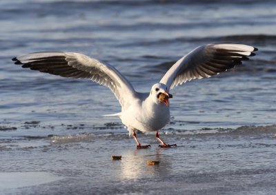 Black-headed Gull / Skrattmås (Chroicocephalus ridibundus)