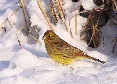 Yellowhammer / Gulsparv (Emberiza citrinella)
