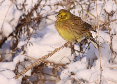 Yellowhammer / Gulsparv (Emberiza citrinella)