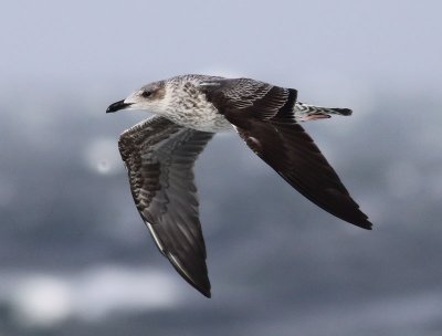 Lesser Black-backed Gull / Silltrut (Larus fuscus)