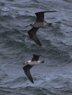 Lesser Black-backed Gull / Silltrut (Larus fuscus)