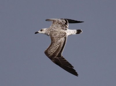 Lesser Black-backed Gull / Silltrut (Larus fuscus)