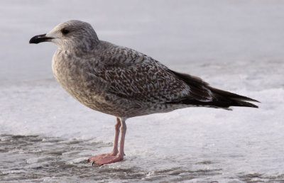 Herring Gull / Gråtrut (Larus argentatus)
