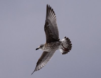Herring Gull / Gråtrut (Larus argentatus)