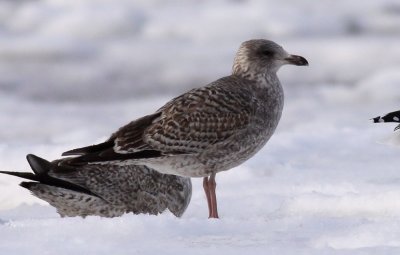 Herring Gull / Gråtrut (Larus argentatus)