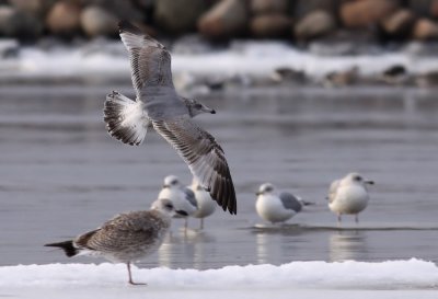 Herring Gull / Grtrut (Larus argentatus)