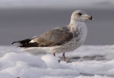 Herring Gull / Grtrut (Larus argentatus)