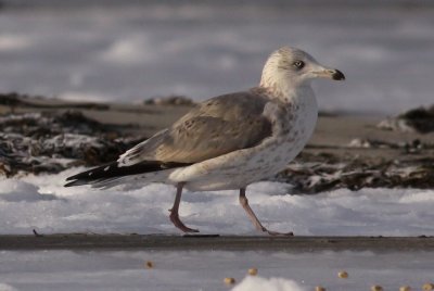Herring Gull / Grtrut (Larus argentatus)