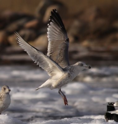 Herring Gull / Grtrut (Larus argentatus)