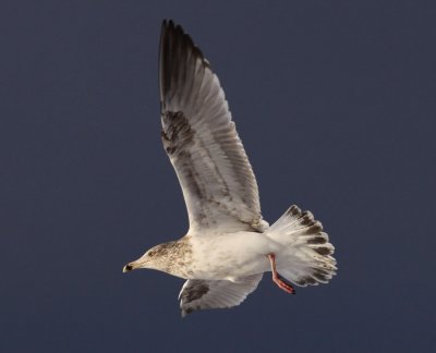Herring Gull / Grtrut (Larus argentatus)