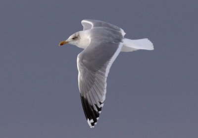 Herring Gull / Grtrut (Larus argentatus)