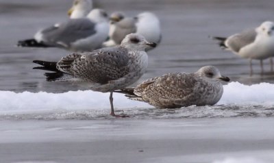 Herring Gull / Grtrut (Larus argentatus)
