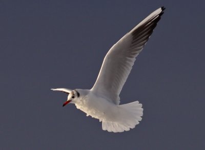 Black-headed Gull / Skrattmås (Chroicocephalus ridibundus)