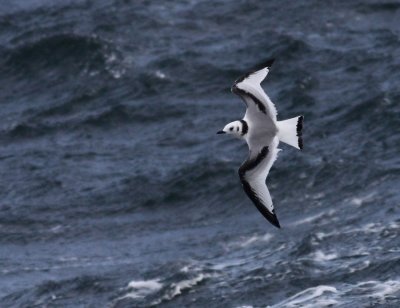 Kittiwake / Tretig ms (Rissa tridactyla)