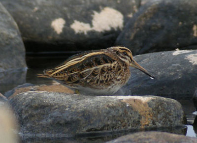(Video) Jack Snipe / Dvrgbeckasin (Lymnocryptes minimus)