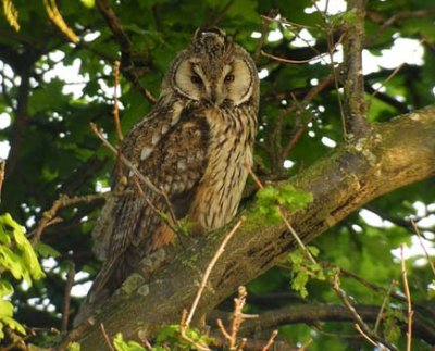 (Video) Long-eared Owl / Hornuggla (Asio otus)