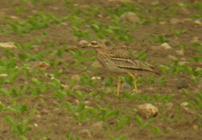 (Video) Stone Curlew / Tjockfot (Burhinus oedicnemus)