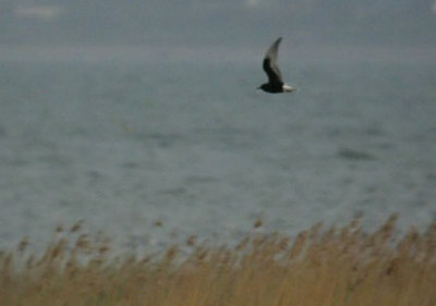 (Video) White-winged Black Tern / Vitvingad trna (Chlidonias leucopterus)