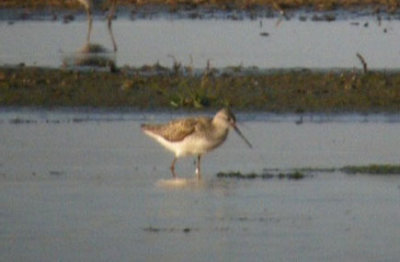 (Video) Marsh Sandpiper / Dammsnppa (Tringa stagnatilis)