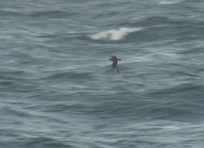 (Video) Great Skua / Storlabb (Catharacta skua)